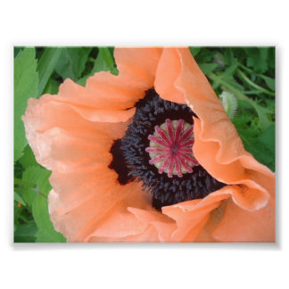 Tangerine coloured poppy photo print