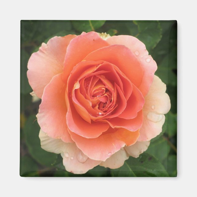 Tangerine Rose Magnet (Front)