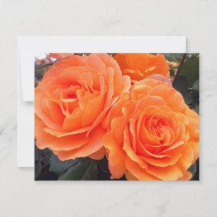Tangerine Roses, Greeting Card