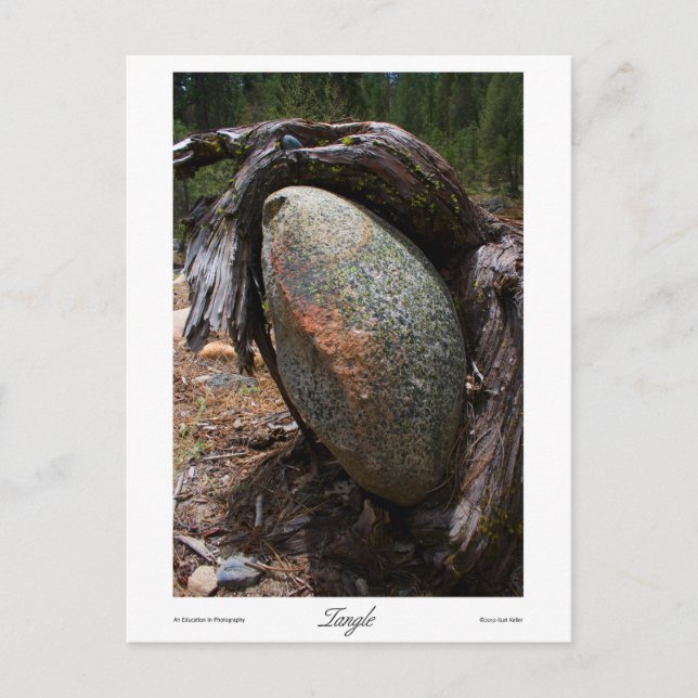 Tangle Prints Postcard (Front)