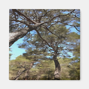 Tangled Branches Of Pine Trees Bizarre Perspective Magnet
