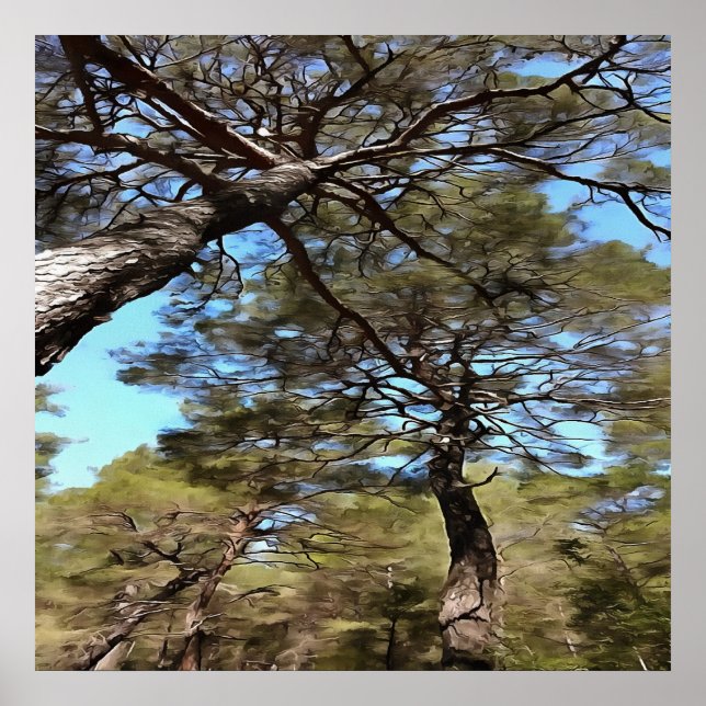 Tangled Branches Of Pine Trees Bizarre Perspective Poster (Front)