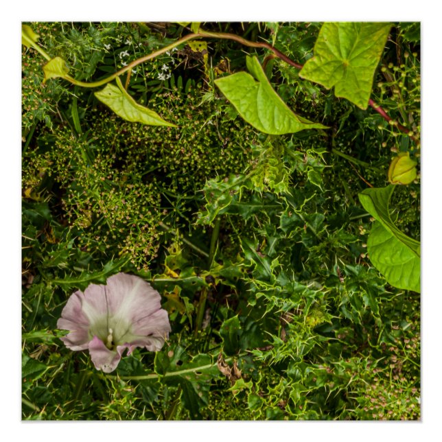 Tangled greenery with pink morning glory flower poster (Front)