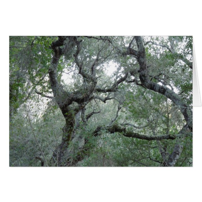 Tangled Oak Trees in Paso Robles, California (Front Horizontal)