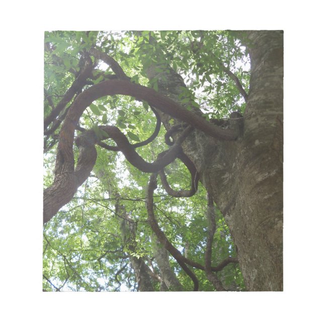 tangled old grapevines in tree notepad (Front)