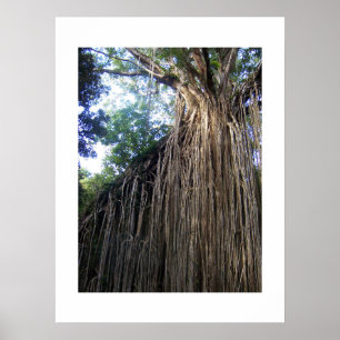 Tangled Tree Australia Colour Photography Poster
