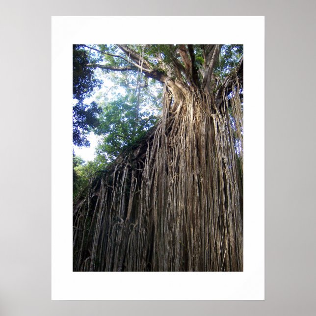 Tangled Tree Australia Colour Photography Poster (Front)