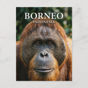 Tanjung Puting National Park Indonesia Postcard