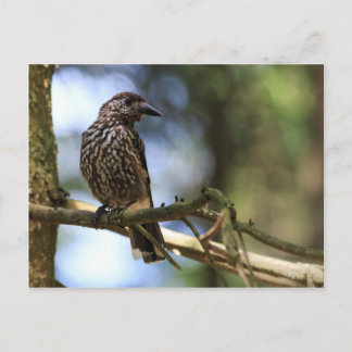Tannenhäher Postcard