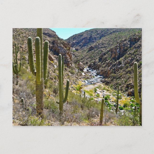 Tanque Verde Canyon Postcard (Front)