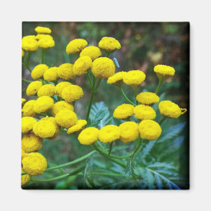 Tansy Flowers Magnet
