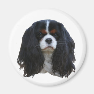 Tansy Magnet