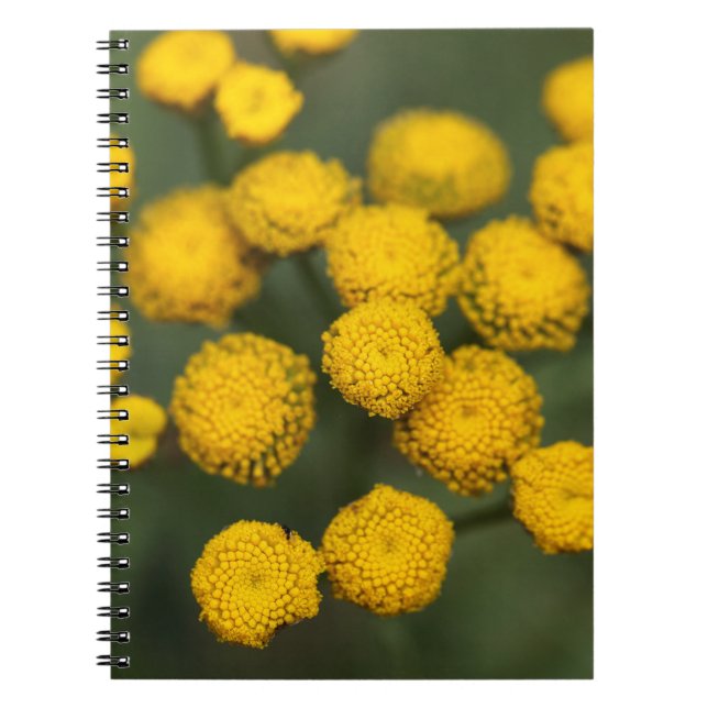 Tansy Tanacetum vulgare Notebook (Front)