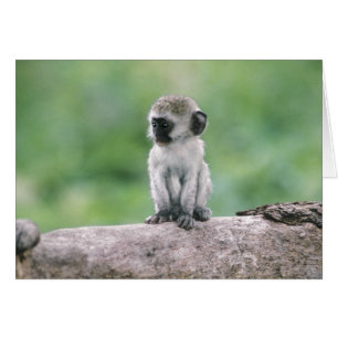 Tanzania, Ngorogoro Crater. Close-up of wild