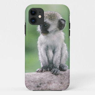 Tanzania, Ngorogoro Crater. Close-up of wild iPhone 11 Case