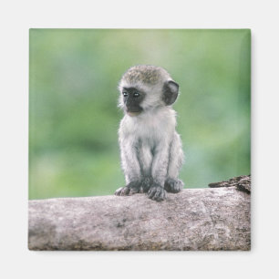 Tanzania, Ngorogoro Crater. Close-up of wild Magnet