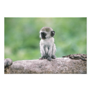 Tanzania, Ngorogoro Crater. Close-up of wild Photo Print