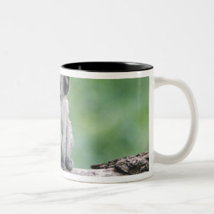 Tanzania, Ngorogoro Crater. Close-up of wild Two-Tone Coffee Mug