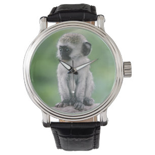 Tanzania, Ngorogoro Crater. Close-up of wild Watch