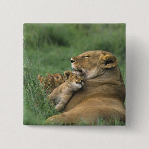 Tanzania, Ngorongoro Crater. African lion mother 15 Cm Square Badge