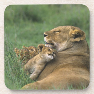 Tanzania, Ngorongoro Crater. African lion mother Coaster