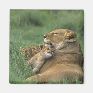Tanzania, Ngorongoro Crater. African lion mother Magnet