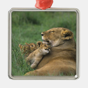 Tanzania, Ngorongoro Crater. African lion mother Metal Ornament