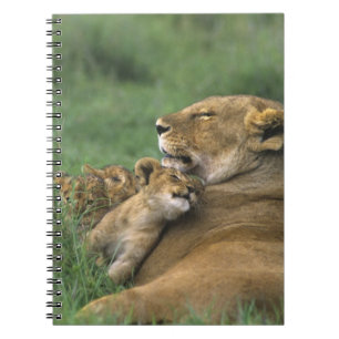 Tanzania, Ngorongoro Crater. African lion mother Notebook