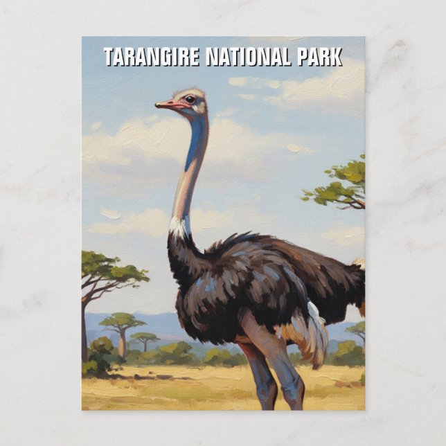 Tanzania Tarangire National Park Zebra Postcard (Front)