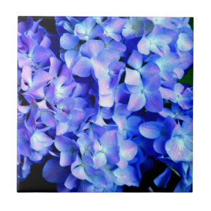 Tanzanite purple blue hydrangeas ceramic tile