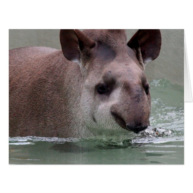 Tapir_2015_0101 (Front Horizontal)