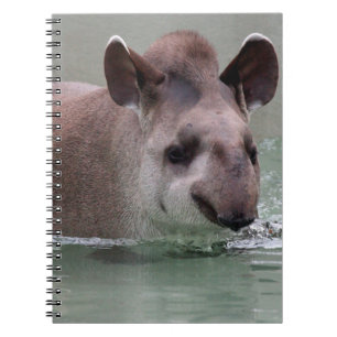 Tapir_2015_0101 Notebook