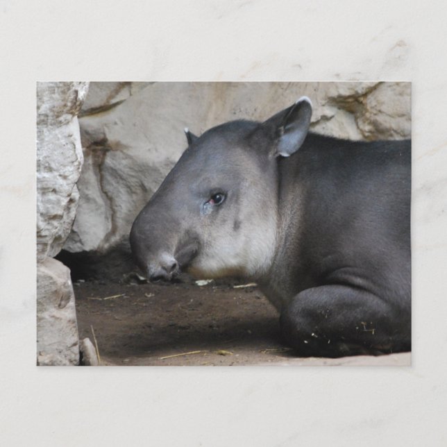 Tapir Postcard (Front)