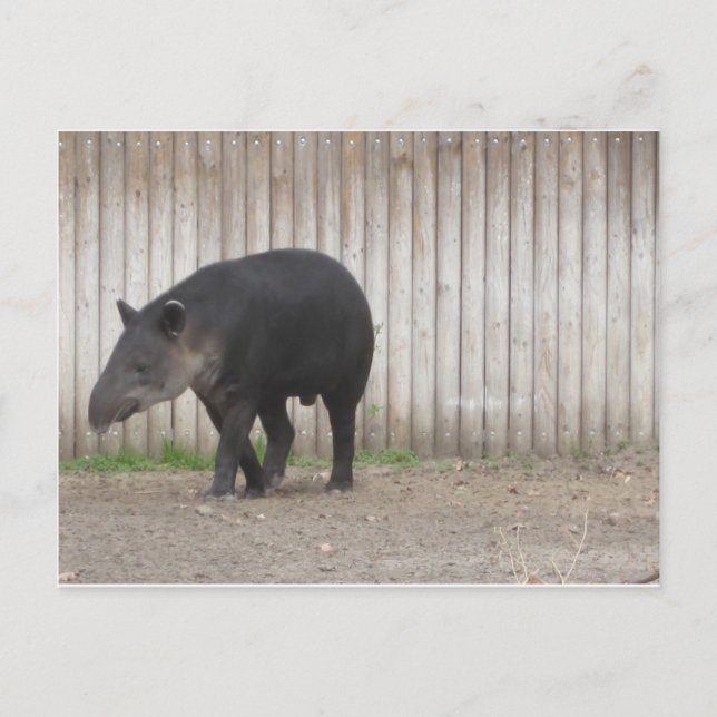 Tapir Postcard (Front)