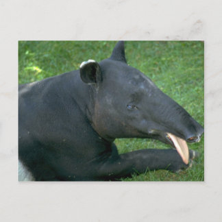 Tapir Postcard