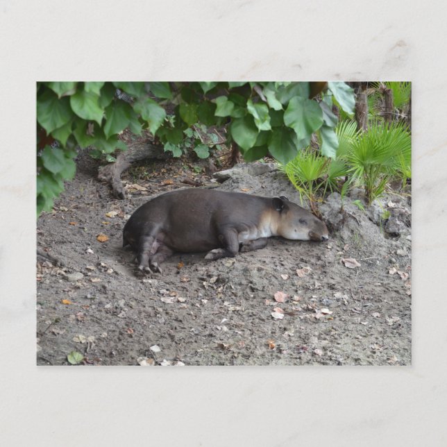 tapir sleeping on sand postcard (Front)