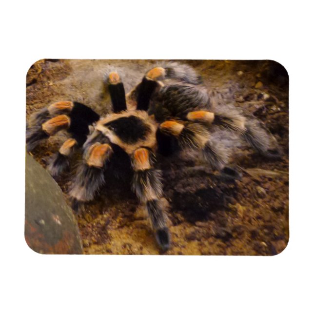 Tarantula 3"x4" Magnet (Horizontal)