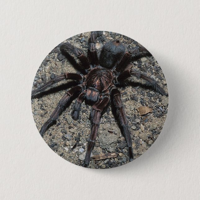 Tarantula 6 Cm Round Badge (Front)