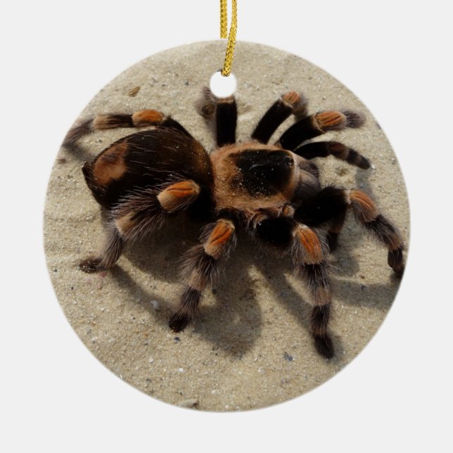 Tarantula brachypelma red knee poisonous ceramic ornament (Front)