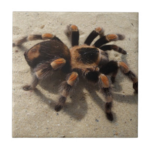 Tarantula brachypelma red knee poisonous ceramic tile