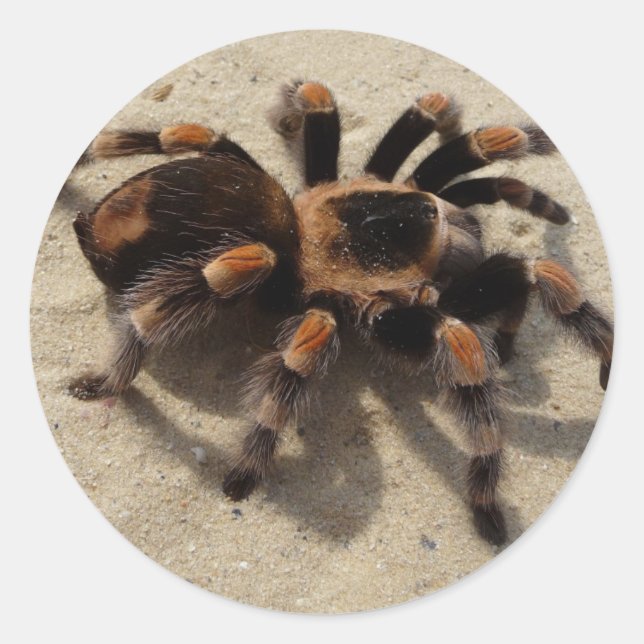 Tarantula brachypelma red knee poisonous classic round sticker (Front)