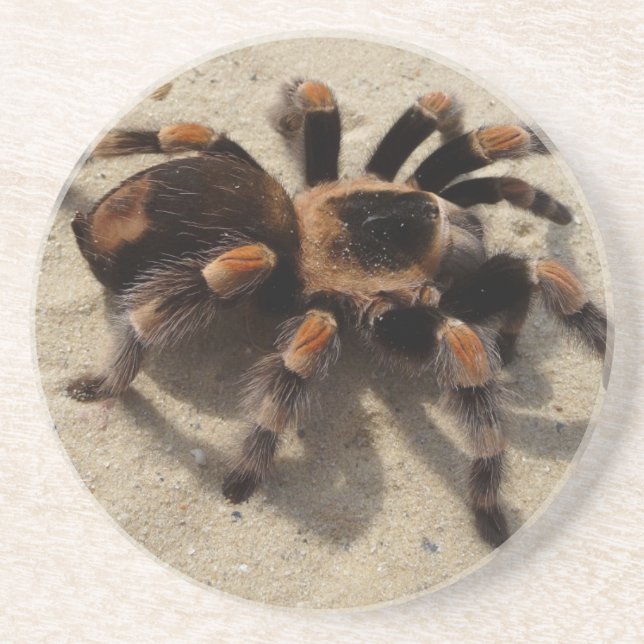 Tarantula brachypelma red knee poisonous coaster (Front)