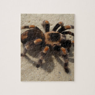 Tarantula brachypelma red knee poisonous jigsaw puzzle