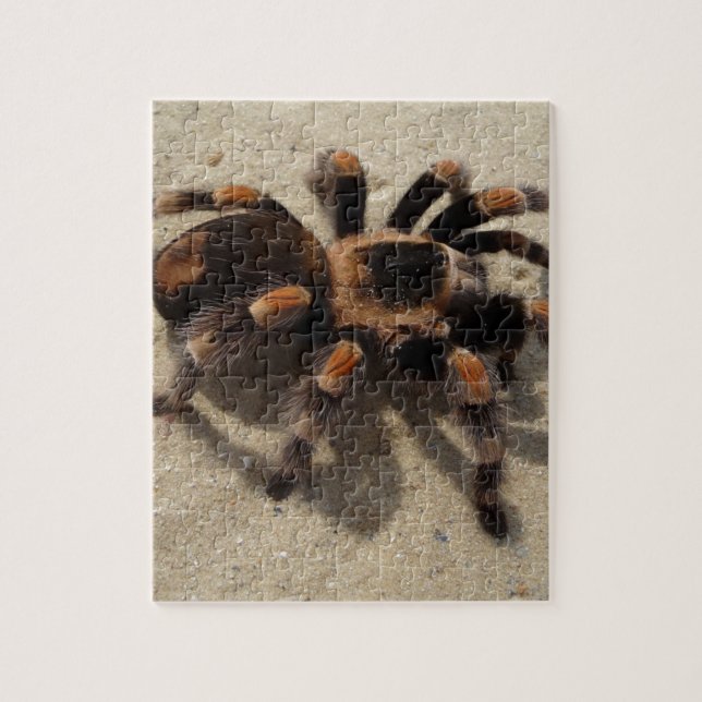 Tarantula brachypelma red knee poisonous jigsaw puzzle (Vertical)