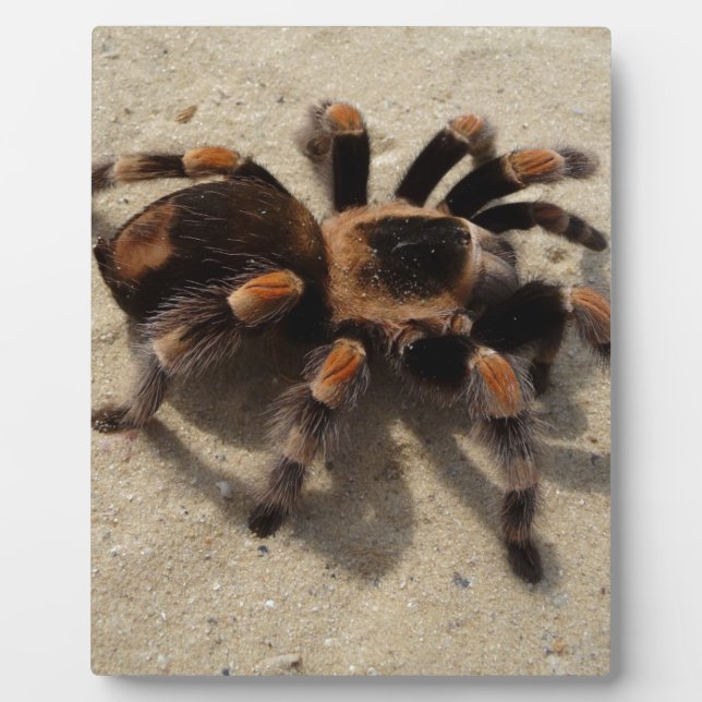 Tarantula brachypelma red knee poisonous plaque (Front)