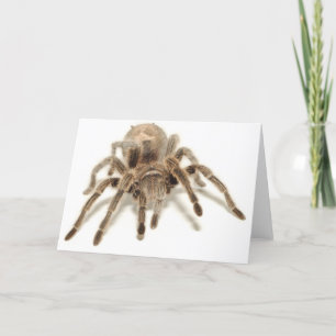 Tarantula Card
