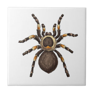 Tarantula Ceramic Tile