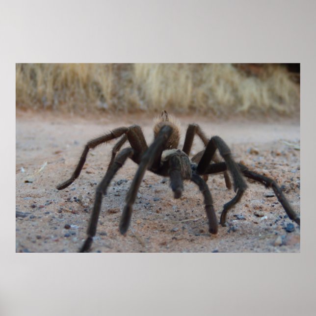 Tarantula Close Up Poster (Front)
