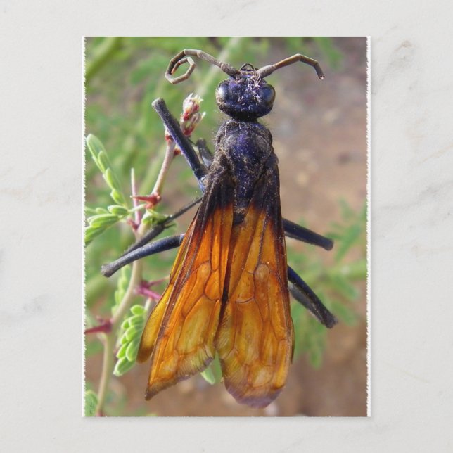 Tarantula Hawk Postcard (Front)