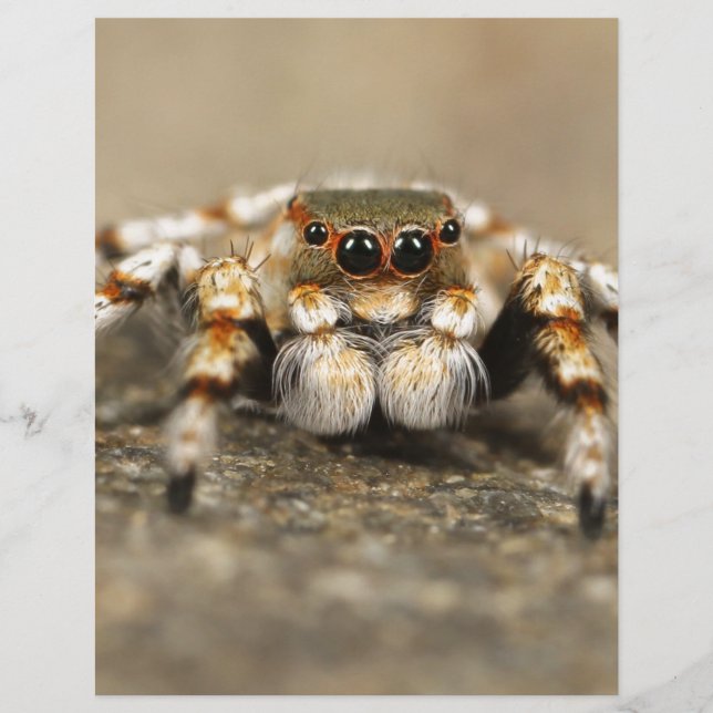 Tarantula Jumping Bird Spider awesome accessories (Front)